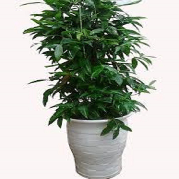 Chậu cây trúc nhật cao 1m -loài cây lọc không khí,vượng phong thủy cho gia chủ - ncctnsdc1m