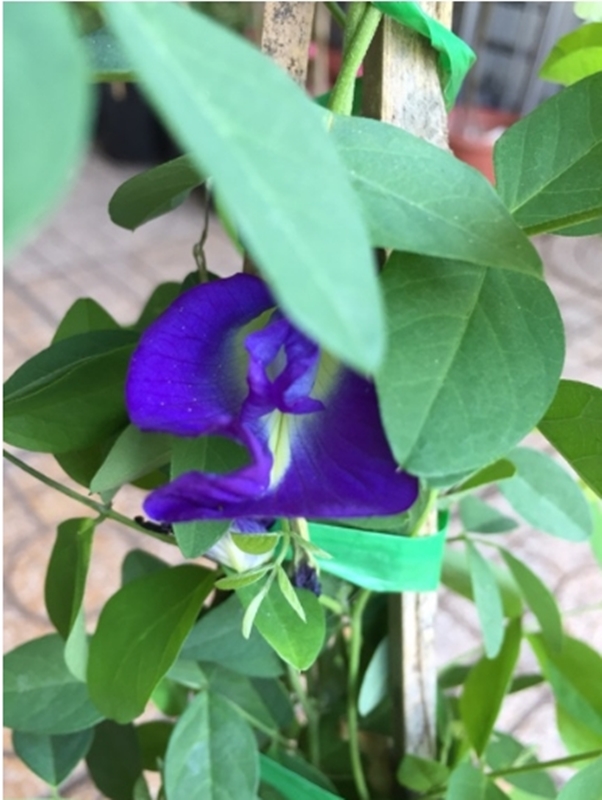 Hạt giống hoa Đậu biếc