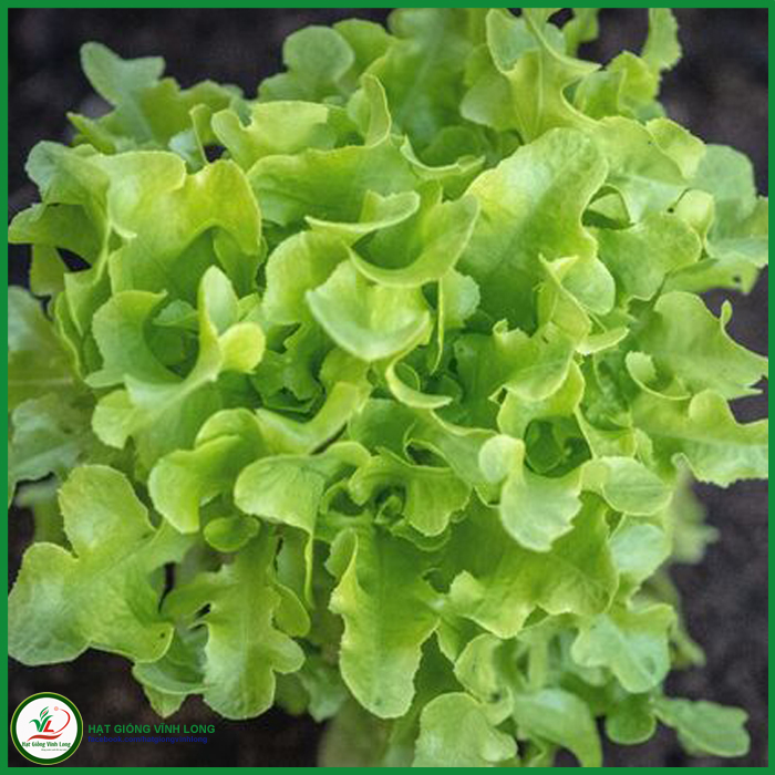 Hạt giống rau Xà lách Châu Âu (Okleaf xanh) TN 102