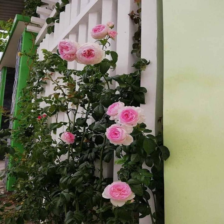 Hoa hông leo Mon Coeur rose cực đẹp