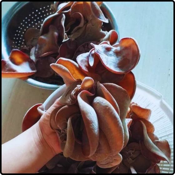 Phôi giống nấm mèo -