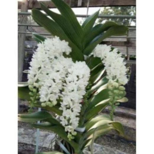 [FREESHIP - Xả Khô Máu] Hoa Phong Lan Đai Châu Ngọc Điểm Thái Lá Mít Cây Giống