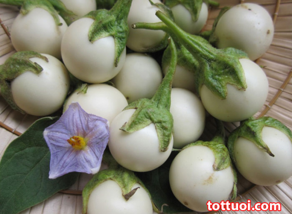 Hạt giống cà pháo trắng HN giòn, vị đặc trưng 0,5gr/ gói
