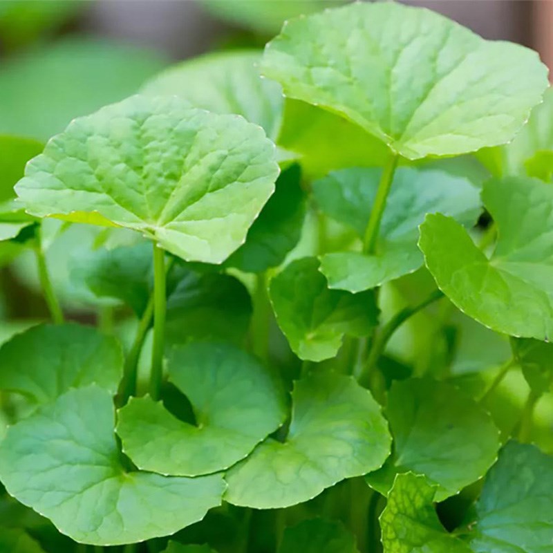 Bột Rau Má nguyên chất (Uống thanh mát và Đắp mặt dưỡng da)