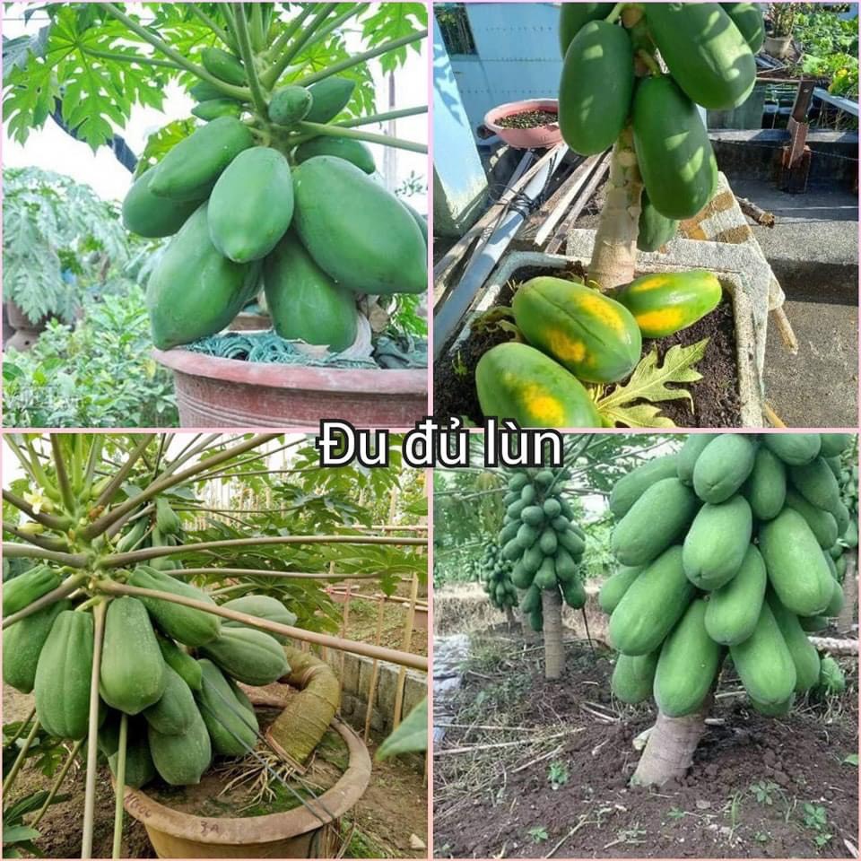Hạt giống Đu Đủ Lùn ( trồng quanh năm, sai trái,quả ngọt trồng chậu rất ok )