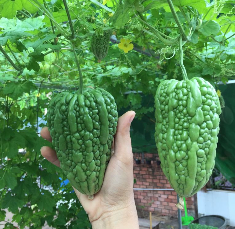 Hạt Giống Khổ Qua trái tim F1 Thái Lan 5 hạt/gói