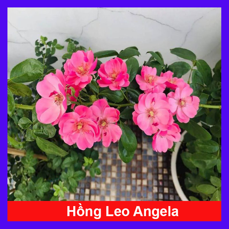 Hoa Hồng Leo Angela ( Hồng Chùm ) - hoa hồng leo Đức màu hồng cánh sen siêu đẹp
