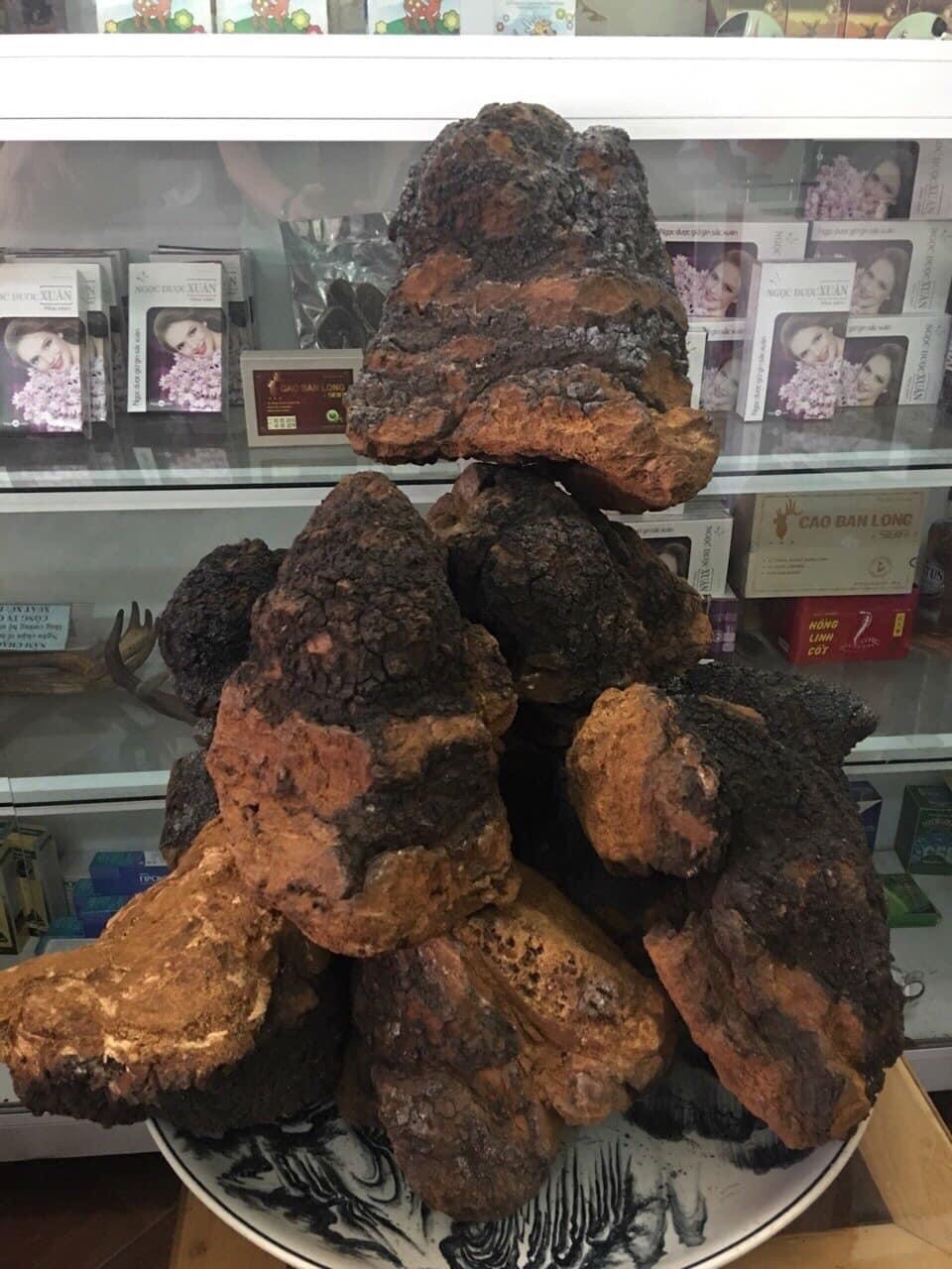 1kg nấm chaga nga - nhập khẩu chính ngạch- nguyên cục