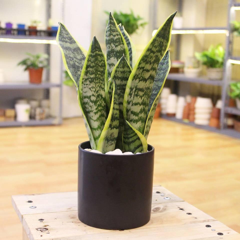 [HCM]Cây Lưỡi Hổ Thái - TẶNG CHẬU