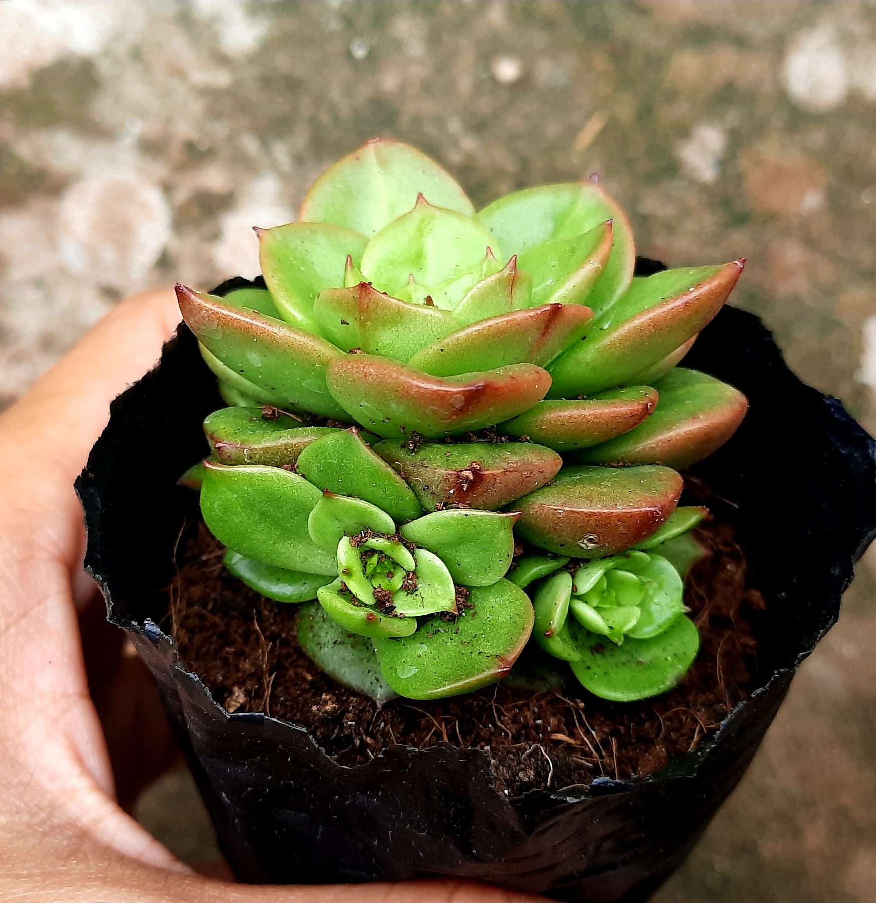 Sen đá nuda size bầu