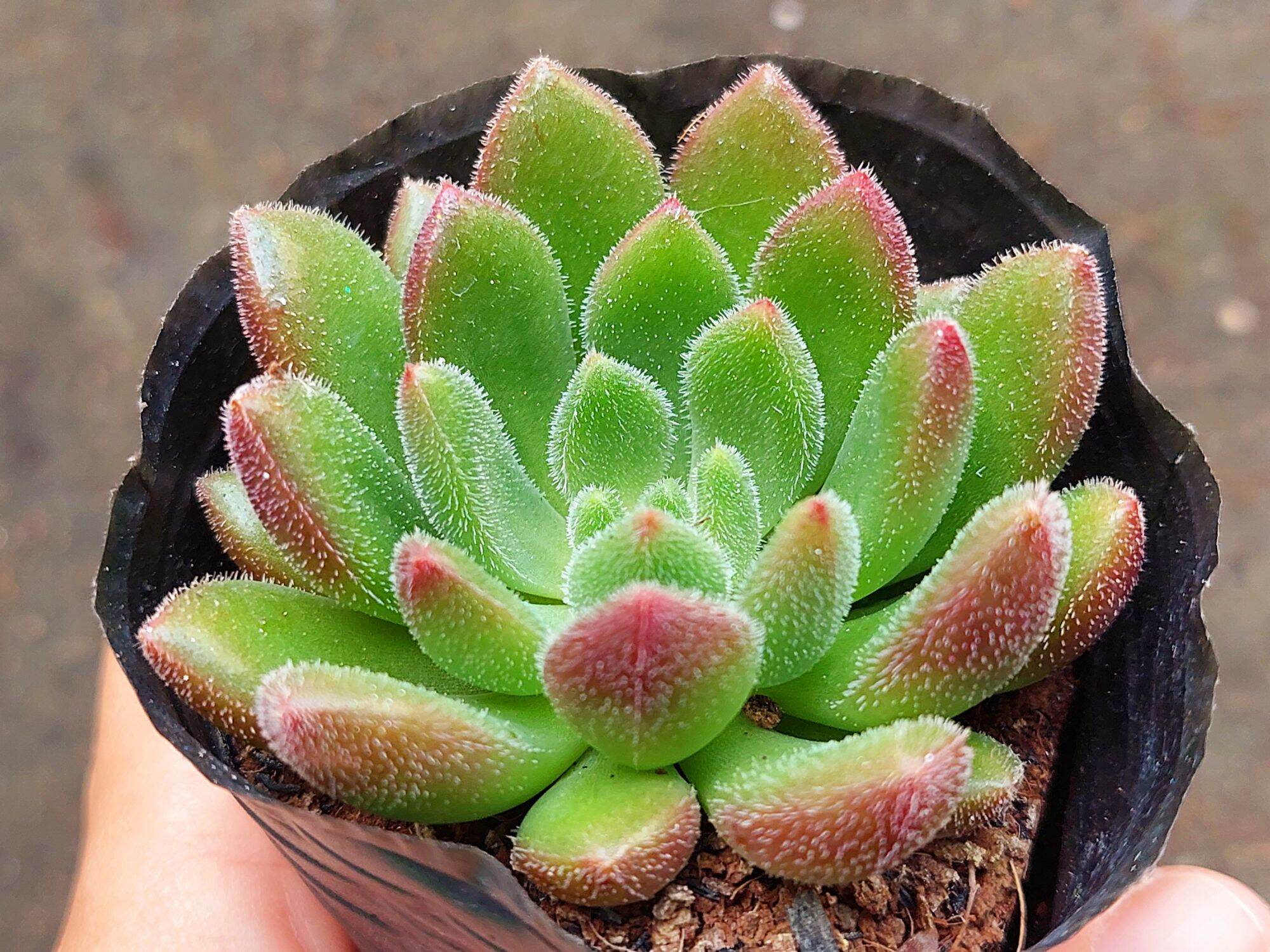 Sen đá nhung lông đỏ size bầu