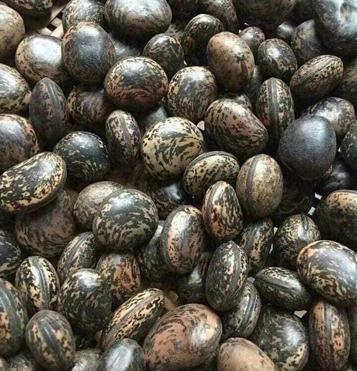 10 HẠT ĐẬU LÀO