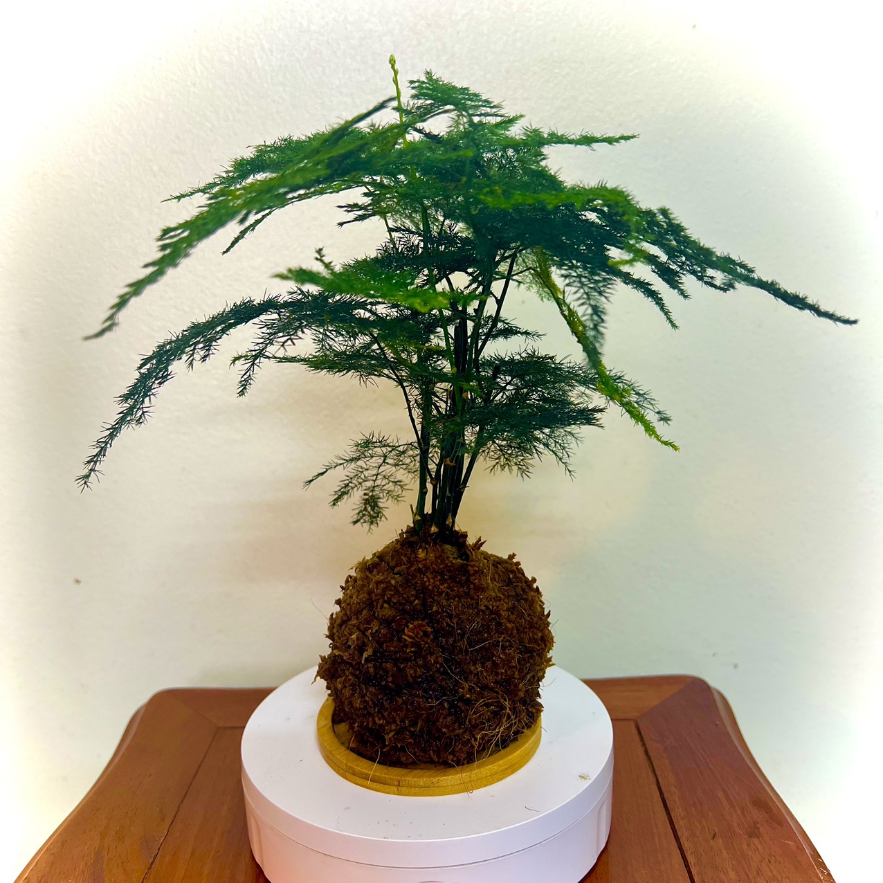 Kokedama cầu rêu cây Thuỷ tùng xinh xắn để bàn làm việc bạn học thanh lộc không khí...