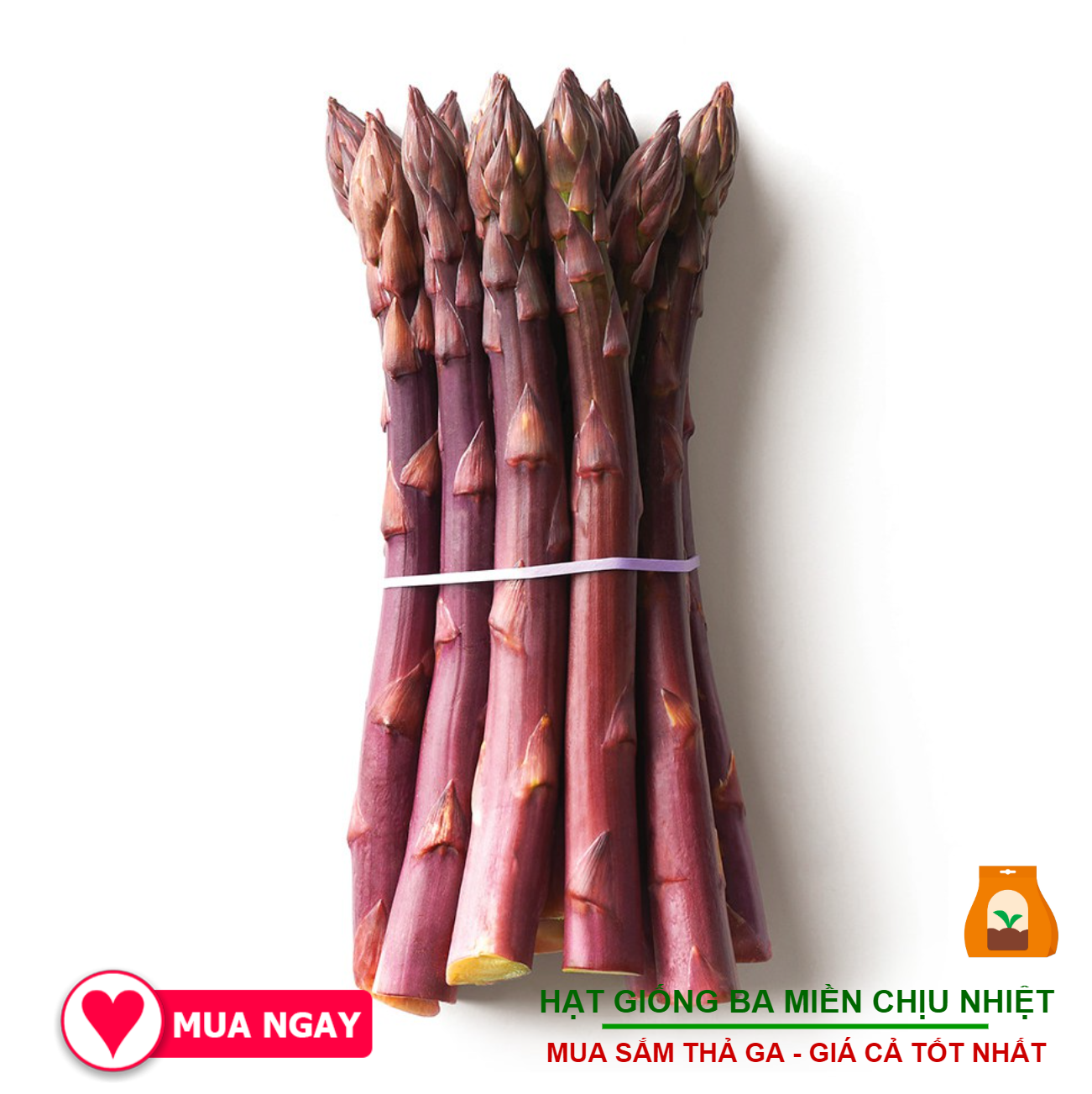 Hạt giống măng tây tím ngọt mềm chịu nhiệt
