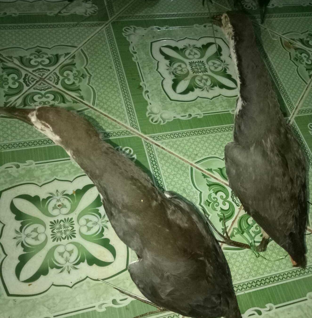 quốc mồi giả nhồi keo siêu đẹp, hàng thật có mắt