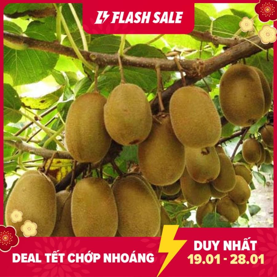 HG13 Hạt Giống Qủa Kiwi (20 Hạt) - Giàu Vitamin,Bổ Dưỡng,Tốt cho da