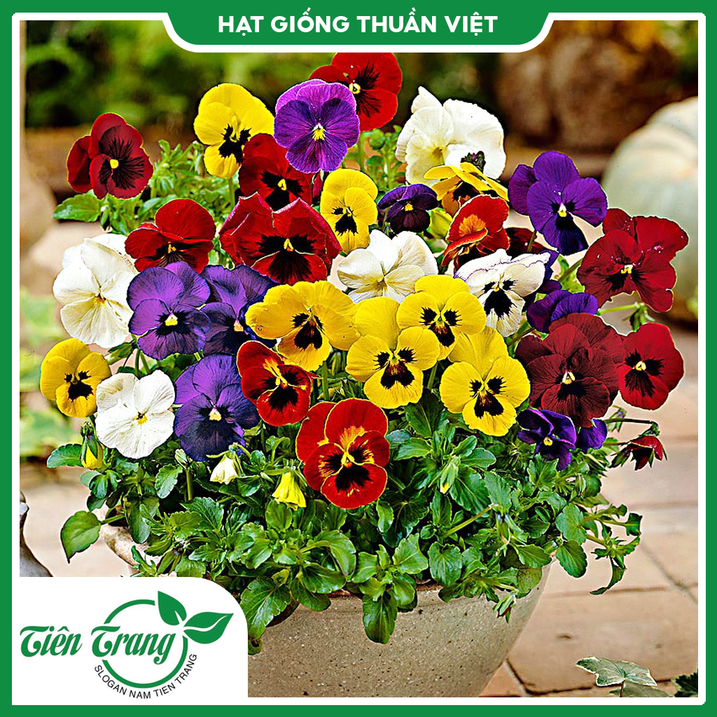 Hạt giống hoa viola tn