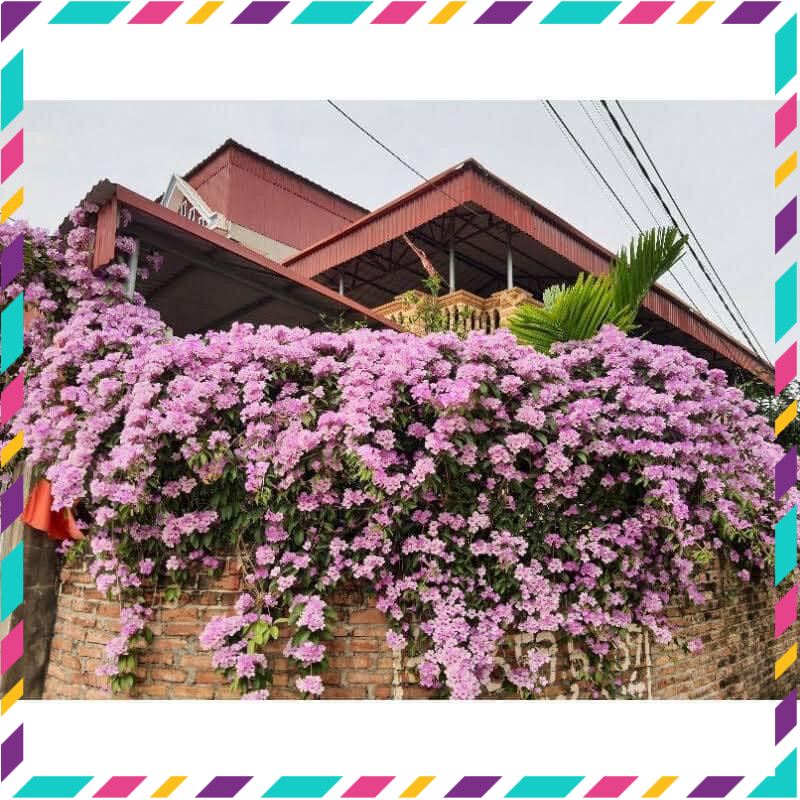 Cây giống hoa lan tỏi