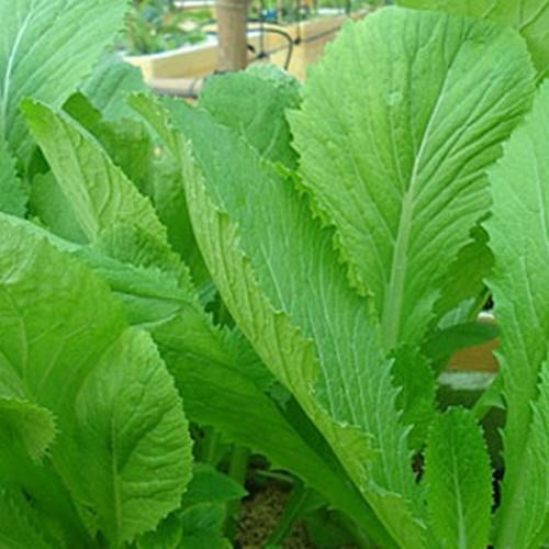 Hạt Giống Rau Cải Bẹ Xanh Mỡ F1. Túi 20 Gram