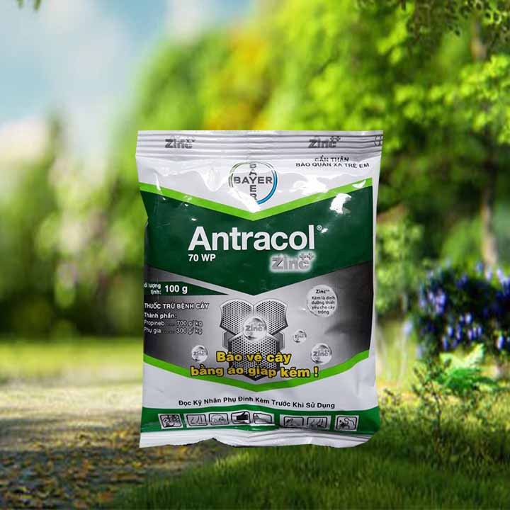 Thuốc Trị Nấm Cây Nho ANTRACOL 70WP