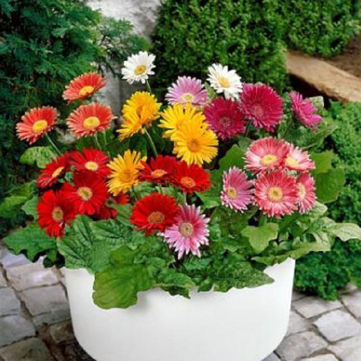 HẠT GIỐNG HOA ĐỒNG TIỀN NHIỀU MÀU