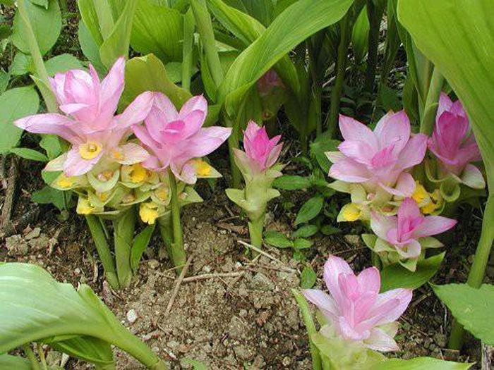 Cây giống nghệ trắng rừng