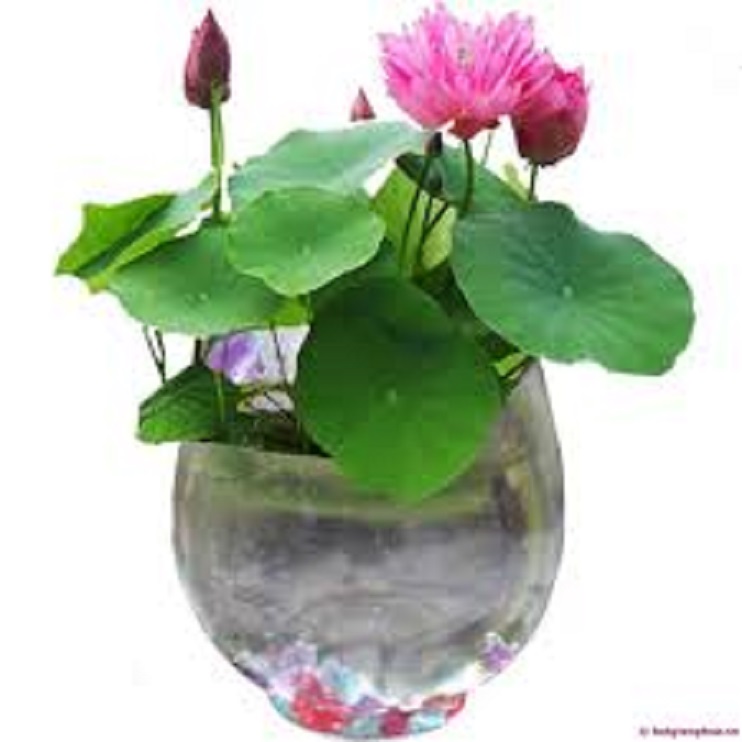 Hàng hot--- củ sen mini giống cung đình hồng