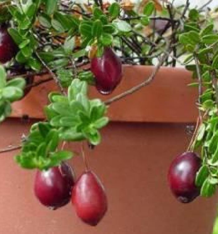 "Gói  30"Hạt giống việt quất đỏ [Seeds]