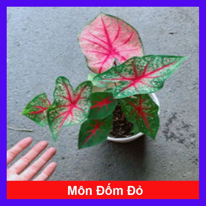 Cây môn đốm đỏ - cây cảnh mini - cây cảnh để bàn - caykiengsadec