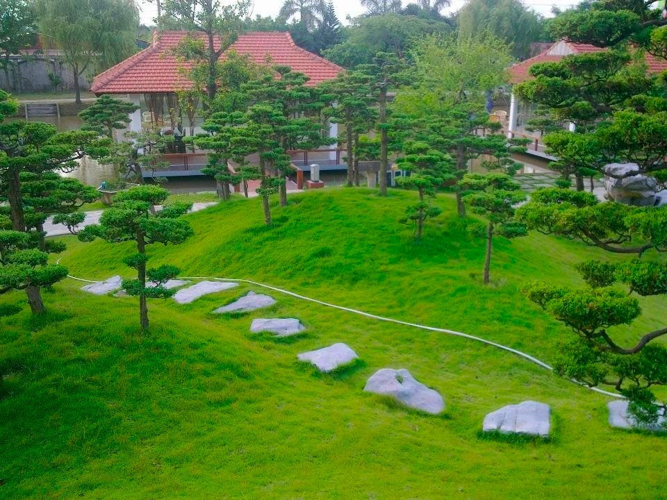 Hạt giống cỏ nhung nhật - gói 50 gram