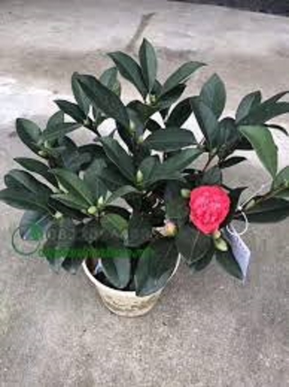 CÂY GIỐNG HOA TRÀ MY NGŨ SẮC- cây giống rễ trần