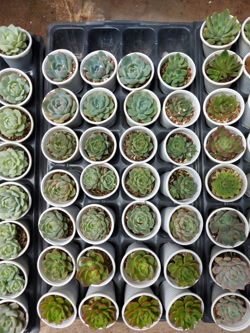 Combo 6 cây sen đá cỡ nhỏ ngẫu nhiên