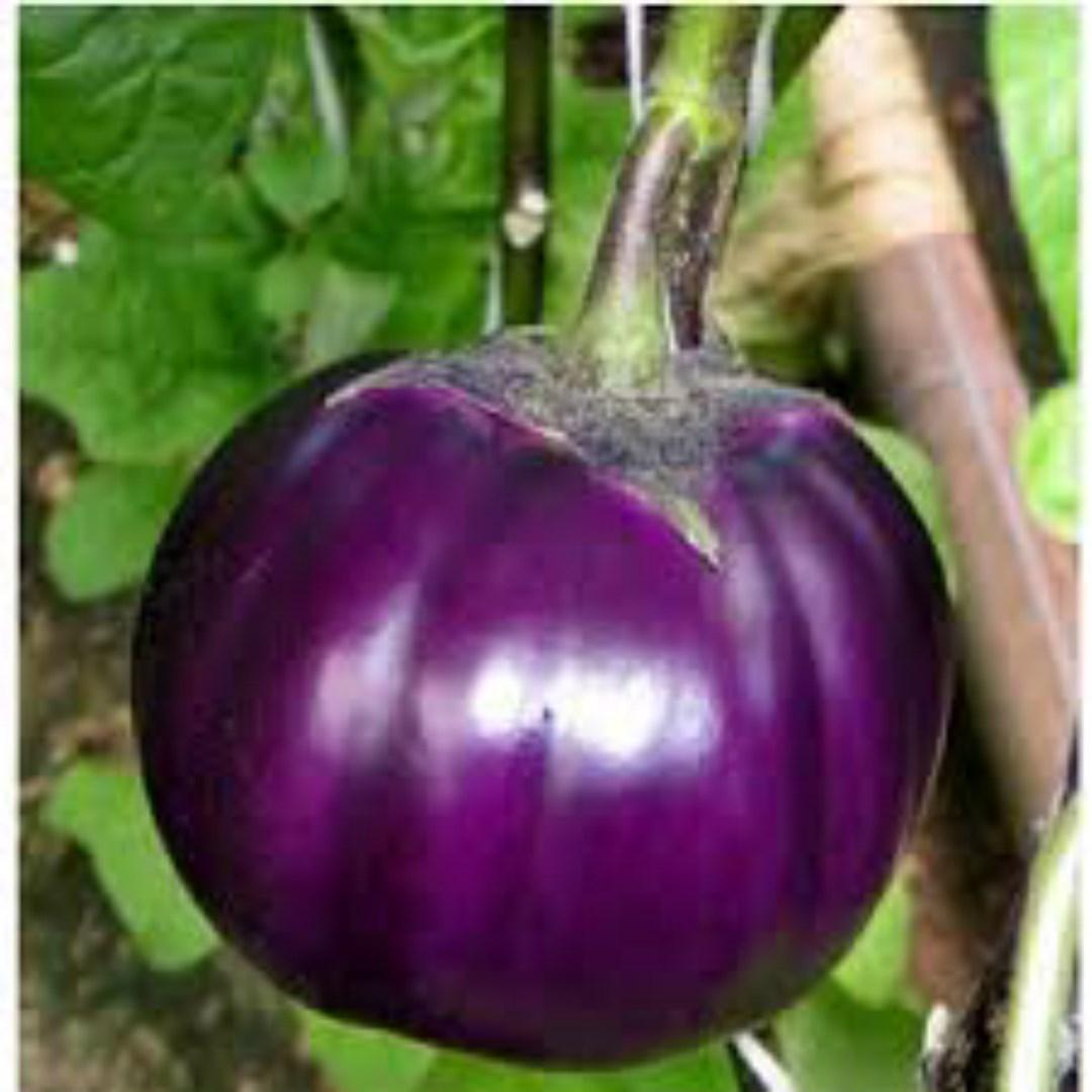 2 Túi Hạt Giống Cà Bát Tím Huế F1. Mỗi Túi 2gram  - Dễ Trồng - Giá Khuyến Mại - Kèm Quà Tặng.