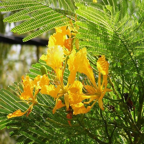 Cây giống hoa phượng vàng, cây nhỏ