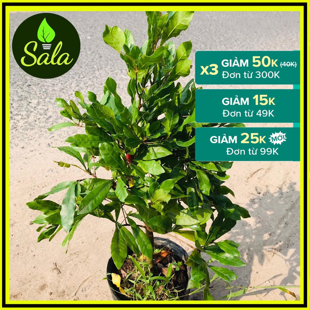 Cây thần kỳ đang trái sala - cửa hàng cây giống, hạt giống, phân bón