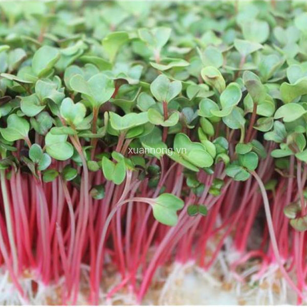 Hạt giống rau mầm cải ngọt đỏ - 20 gram