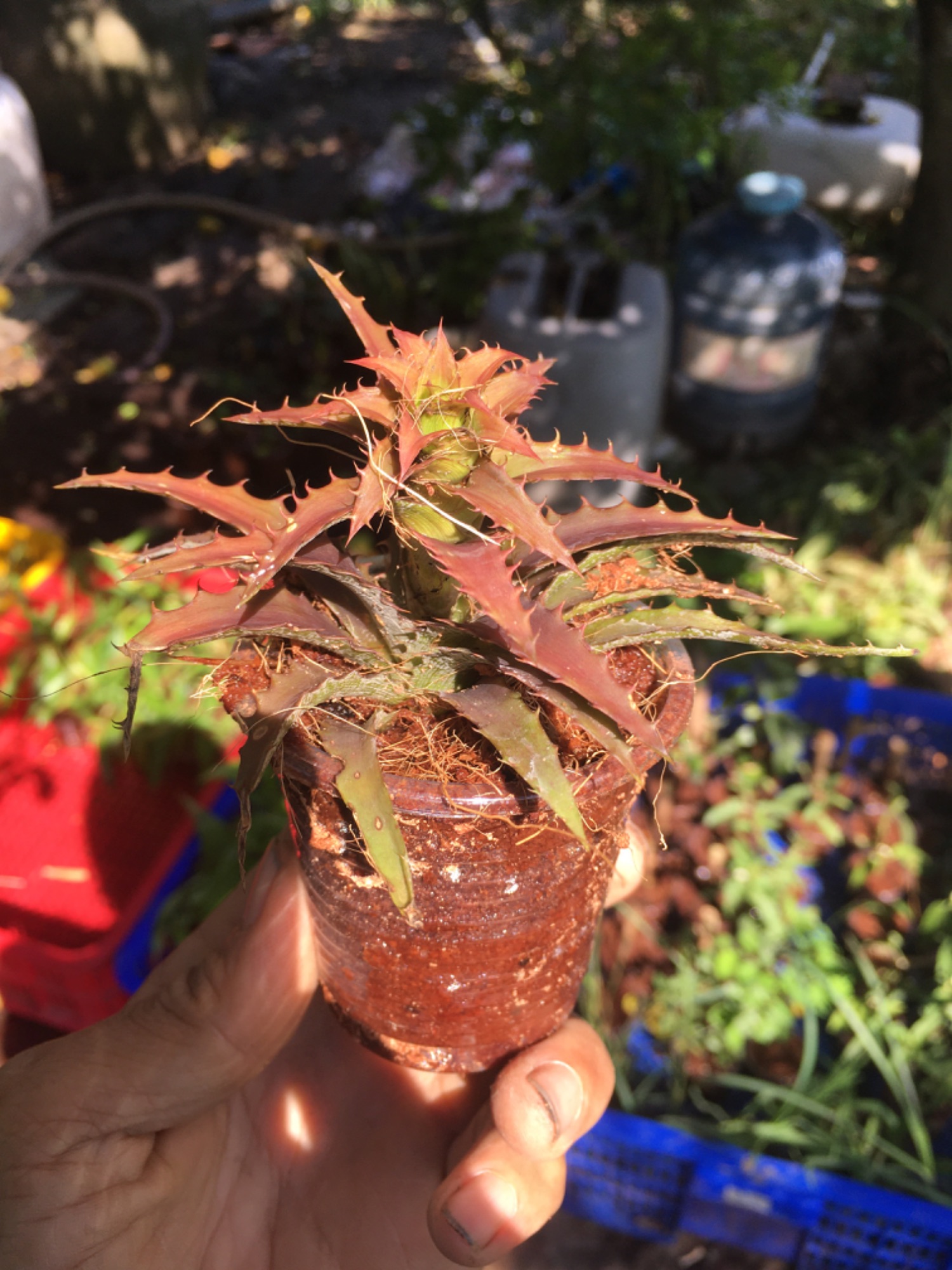 1 cây dứa kiểng mini, tặng 50 gram phân npk 20-20-15