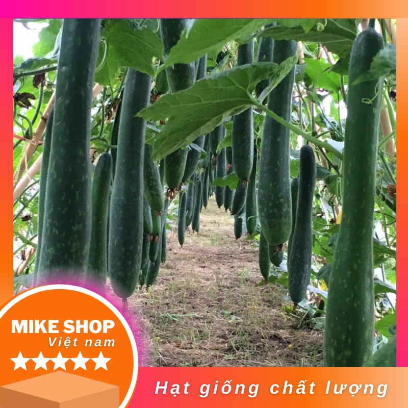 HẠT GIỐNG BÍ ĐAO XANH TRÁI DÀI JAVA