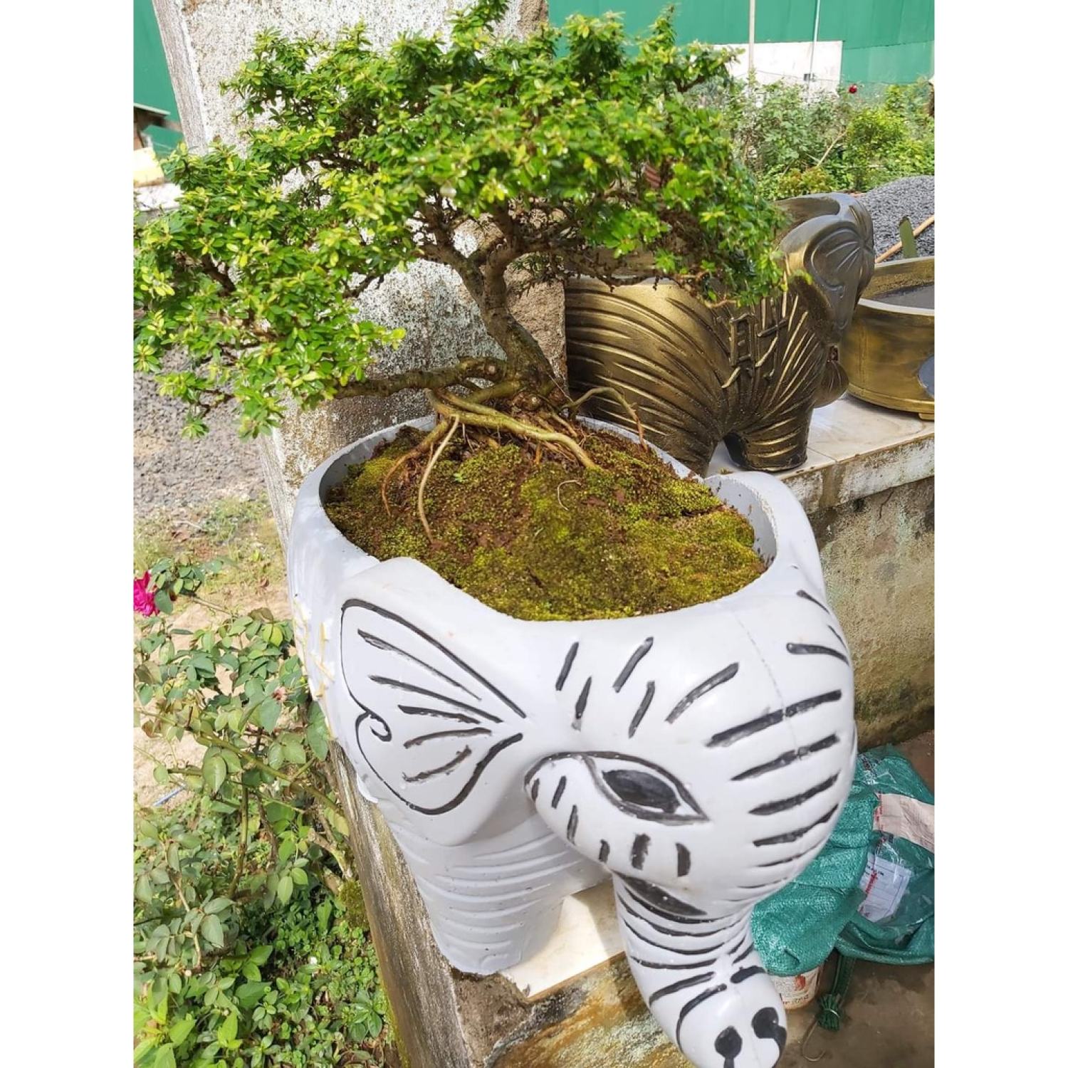 Khuôn đúc chậu cảnh .