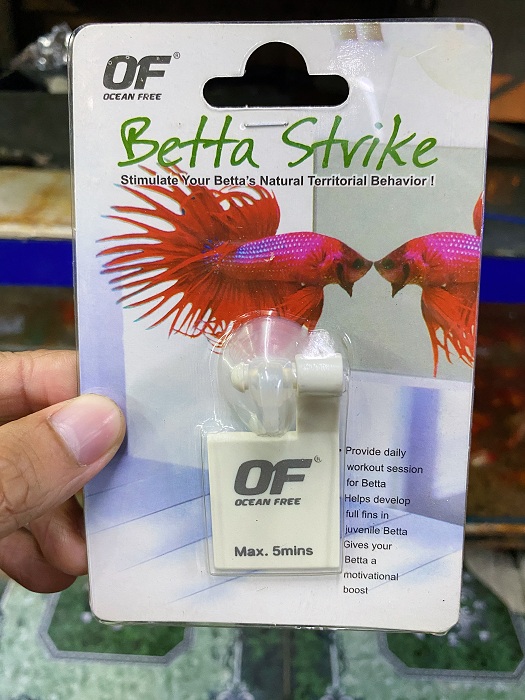 "Hoàn tiền đến 10%" KÍNH SOI CÁ BETTA OCEAN FREE