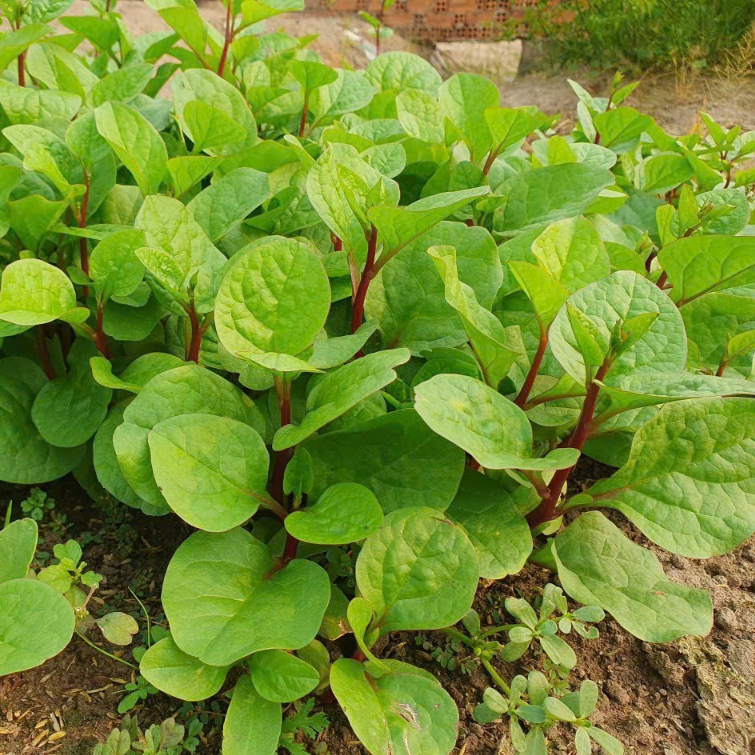 Hạt giống rau mồng tơi tím thái lan-gói 1gram