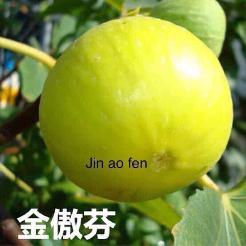 Cây giống sung mỹ Jinaofen