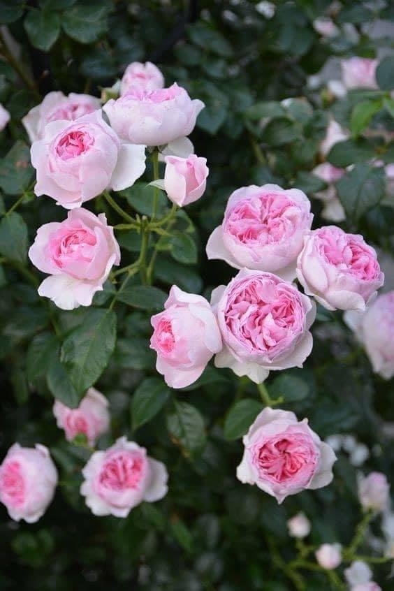 Hoa hồng ngoại Yves Maiden Heart Rose