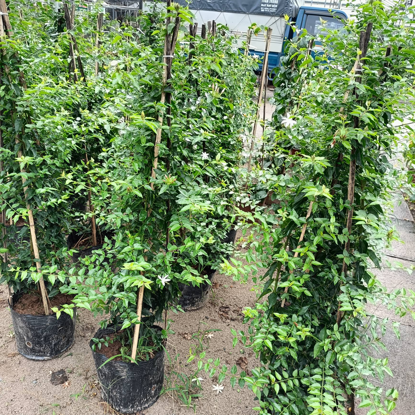 Cây hoa nguyệt quế leo đang ra hoa