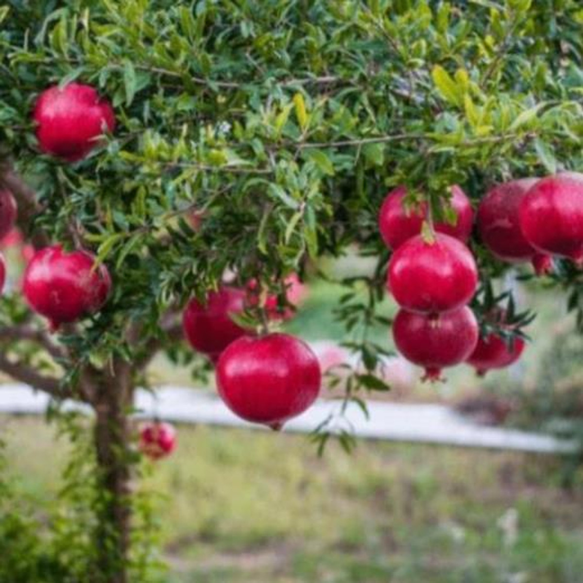 Cây lựu đỏ, cây lựu đỏ Ấn Độ, Cây lựu đỏ siêu lùn