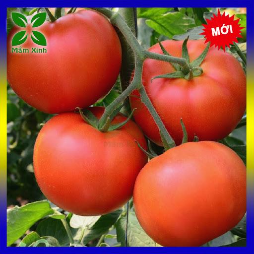 Hạt giống cà chua 50H Gói Chiết lẻ