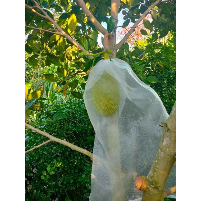 20 CÁI TÚI CƯỚC THÁI BAO, BỌC MÍT