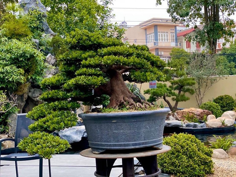 Cây giống cây vạn niên tùng kim cương bonsai trường thọ