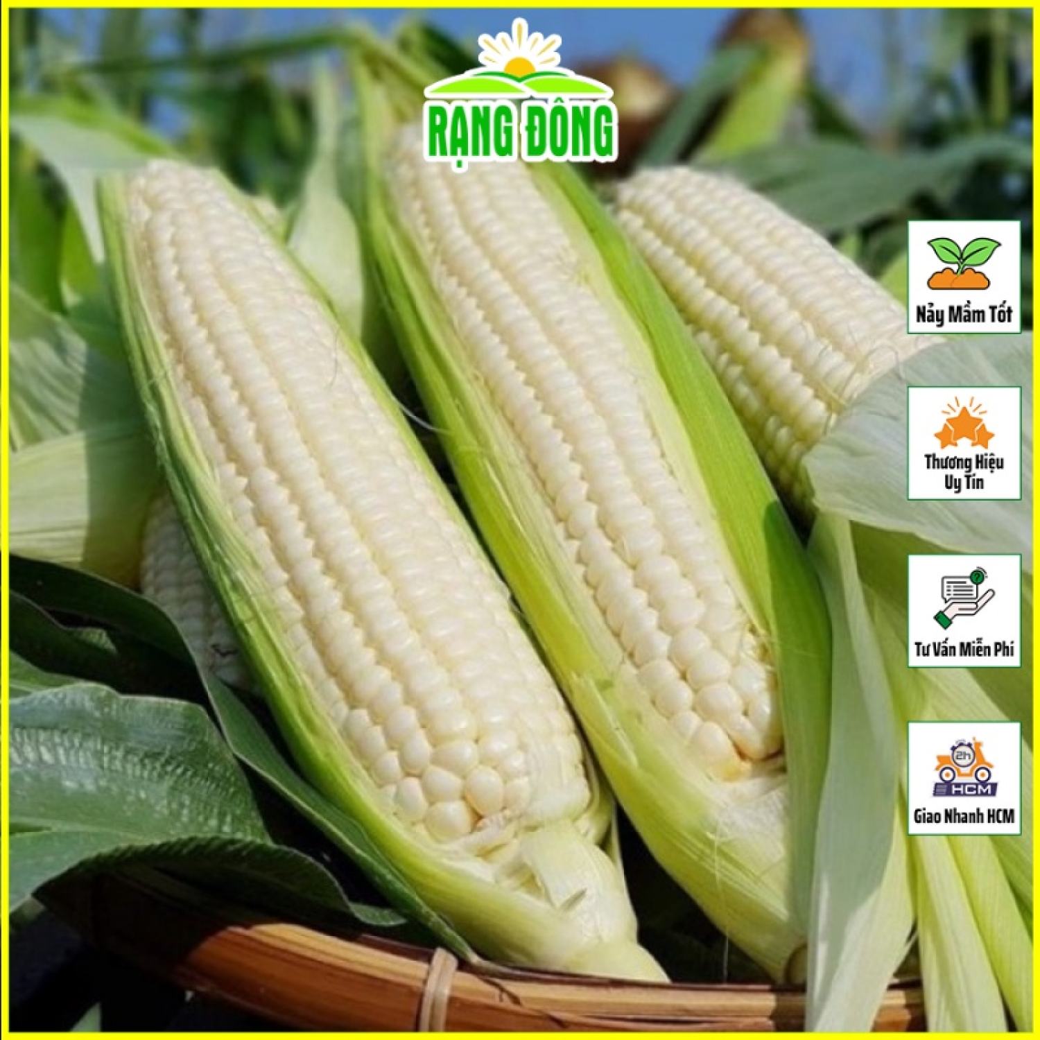 Hạt giống bắp nếp trắng dẻo dễ trồng, trái thơm ngọt - hạt giống rạng đông