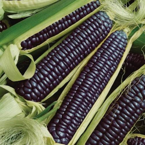 [HCM]Hạt giống ngô đen thuần cao sản - Tặng thêm hạt giống ngẫu nhiên